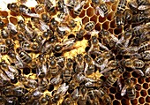 Honey bee queen amongst workers