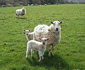 Welsh ewe and lambs