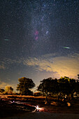 Perseids meteor shower over trees, Portugal