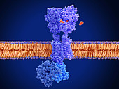 GABA-B receptor activation, molecular model