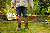 Man with baskets harvesting vegetables in garden