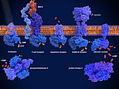 G protein-coupled receptors, molecular model