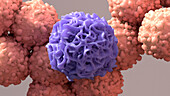 Macrophage and cancer cells, illustration