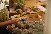 Female florist with tiny succulent plants in flower shop