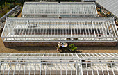 Woman working at laptop between greenhouses
