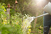 Man watering vegetable plants in sunny summer garden