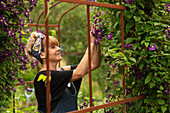 Woman pruning purple clematis flowers growing on trellis