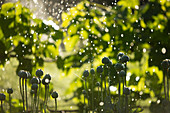Water droplets falling over plants and flowers in garden