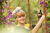 Woman pruning purple clematis flowers on garden trellis
