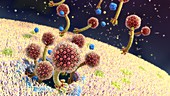 Siphoviruses exiting an infected bacterium, illustration
