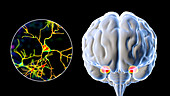 Amygdala and neurons in the brain, illustration