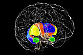 Dorsal striatum in the brain, illustration