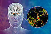 Amygdala and neurons in the brain, illustration