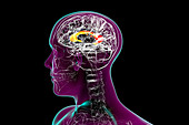 Human brain with highlighted corpus callosum, illustration