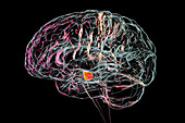 Substantia nigra in the human brain, illustration