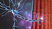 Motor neuron connecting to a muscle fibre, illustration