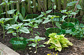 Sonnenblumen-Jungpflanzen zum Teil mit Schneckenschutzring, Süßkartoffelpflanze 'Light Green' und Kapuzinerkresse mit Schneckenschutzring