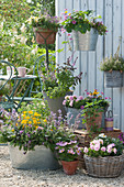 Summer terrace: Zinc tub with lavender, catmint, spice tagetes, sage and cola herb, pots and basket with shrub basil, petunias 'Sugar Candy', decorative baskets, carnations, thyme, strawberry plant and chaparral, hanging baskets