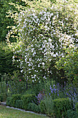 Ramblerrose 'Venusta Pendula' im Beet mit Katzenminze, Glockenblumen und Buchs-Hecke