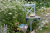Greater burnet-saxifrage in a natural garden, chair, basket of plates and glasses