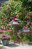 Small seating area in front of rose 'Vivid', bouquet of roses on the table, basket with roses on the chair, tub with petunia