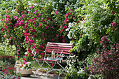 Red bench next to bed of rose 'Scharlachglut' and multiflora rose: tray with bottle and glasses