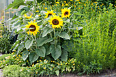 Gelbes Beet mit Sonnenblumen, Mädchenauge, Parakresse, Minze und Oregano