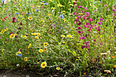 Wildflower meadow of annual summer flowers for pollinators