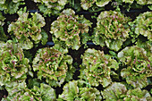 Grüner Salat auf dem Feld (Aufsicht)