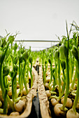 Erbsenkeimlinge (Microgreens) in Anzuchtgefäßen (Close-up)