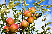 Reife Äpfel am Baum hängend
