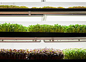 Trays of microgreen seedlings growing in urban farm