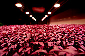 Close up of tightly packed Amaranth Aztec microgreen seedlings growing in urban farm