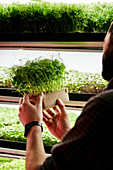 Man holding tray of pea microgreens seedlings in urban farm