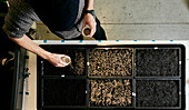 Person sowing seeds in shallow seed trays, view from above