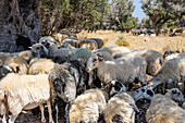 Schafsherde sucht Schatten unter Olivenbäumen (Kreta, Griechenland)