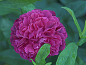 Rosenblüte 8Rose de Resht)