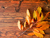 Autumn leaves on wooden board