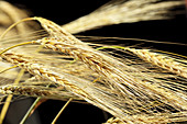 Ears of wheat in the field