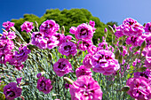 Carnations (Dianthus sp.)