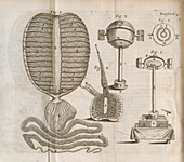 Testicles and glass making instrument, illustration