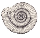 Dactylioceras commune ammonite, illustration