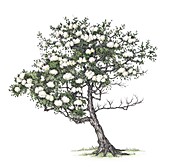 Blackthorn (Prunus spinosa) tree in blossom, illustration