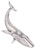 Blue whale, illustration