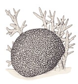 Brain coral and staghorn coral, illustration
