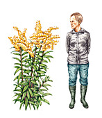 Canada goldenrod (Solidago canadensis), illustration