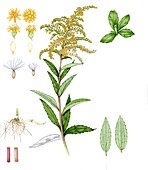 Canada goldenrod (Solidago canadensis), illustration