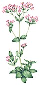 Common centaury (Centaurium erythraea), illustration