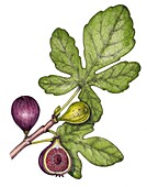 Common fig (Ficus carica), illustration