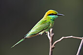 Asian green bee-eater